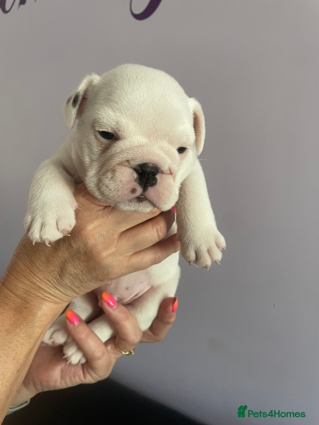 English Bulldog dogs for sale: 4 KC English Bulldog Puppies  - Image 30