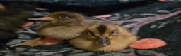 Ducks poultry for sale: Indian Runner Ducklings - Advert 3