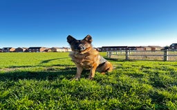 German Shepherd dogs for sale: KC German Shepherd puppies - Image 1