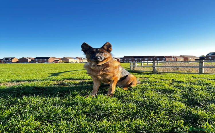 German Shepherd dogs - Advert 1