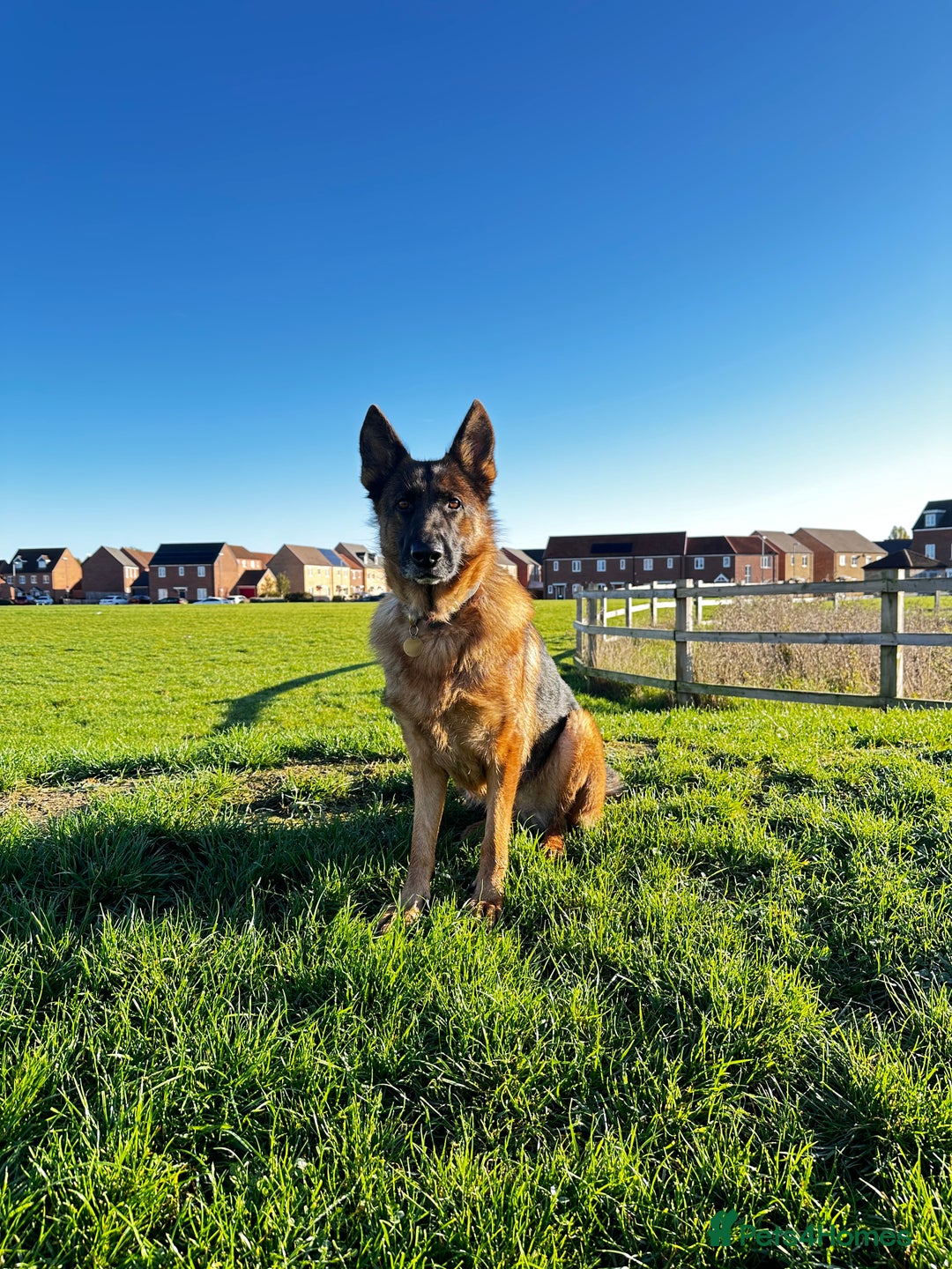 German Shepherd dogs for sale: KC German Shepherd puppies - Image 1