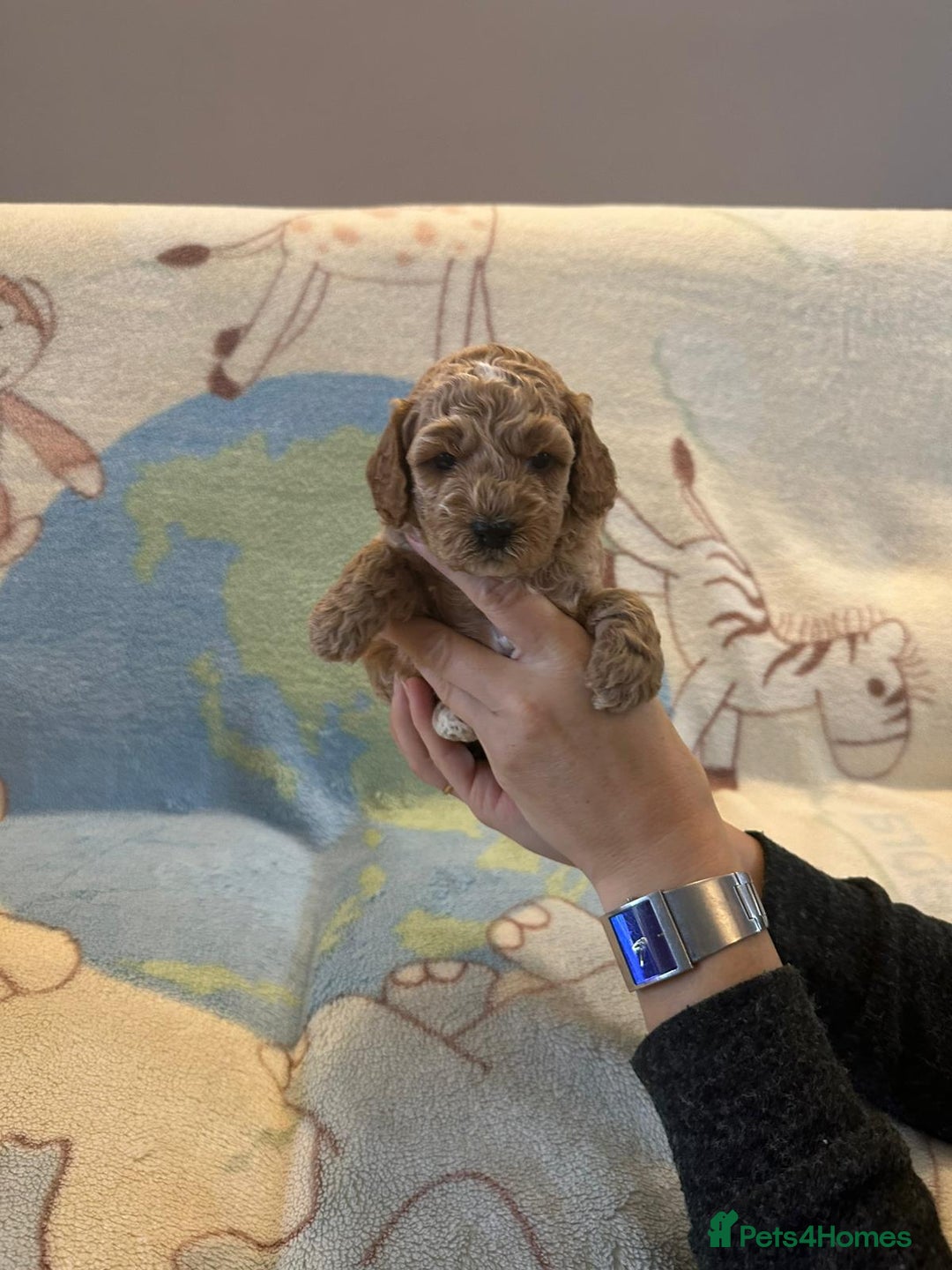 Miniature Poodle dogs for sale: Championline Miniature Poodle exceptional puppy. - Advert 19