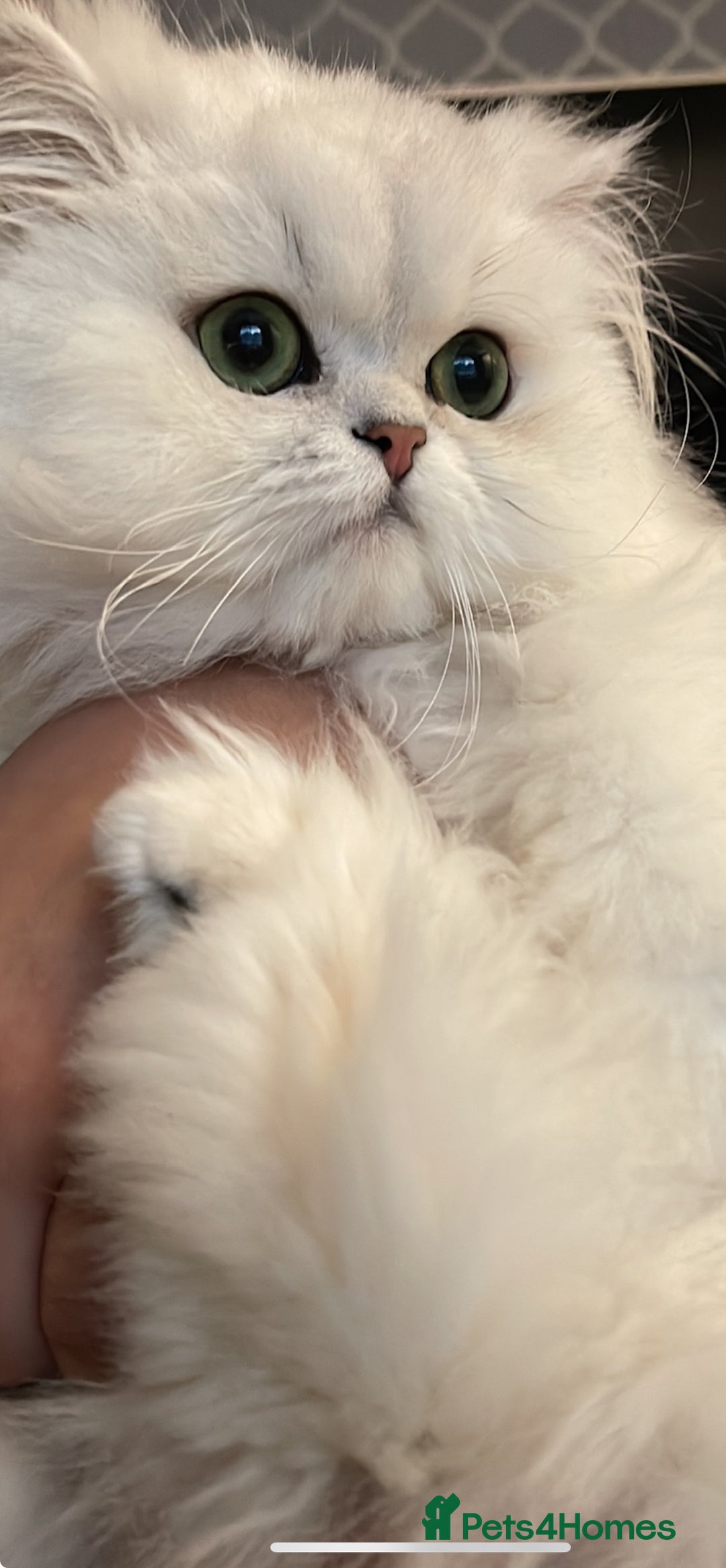 Persian cats for sale: Persian chinchilla looking for new home  - Image 4