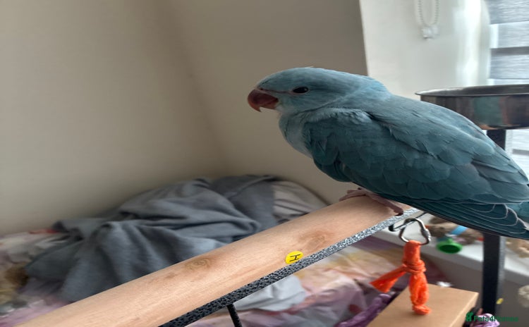 Ringnecks birds - Advert 3