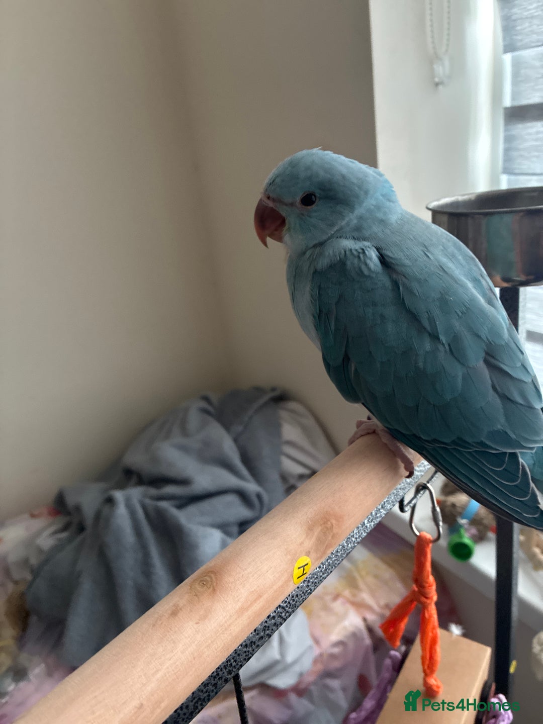 Ringnecks birds for sale: Indian ringkneck baby  - Image 1