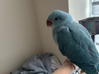 Ringnecks birds - Advert 38