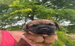 Border Terrier dogs for sale: Fabulous Chucky Boys - Image 13