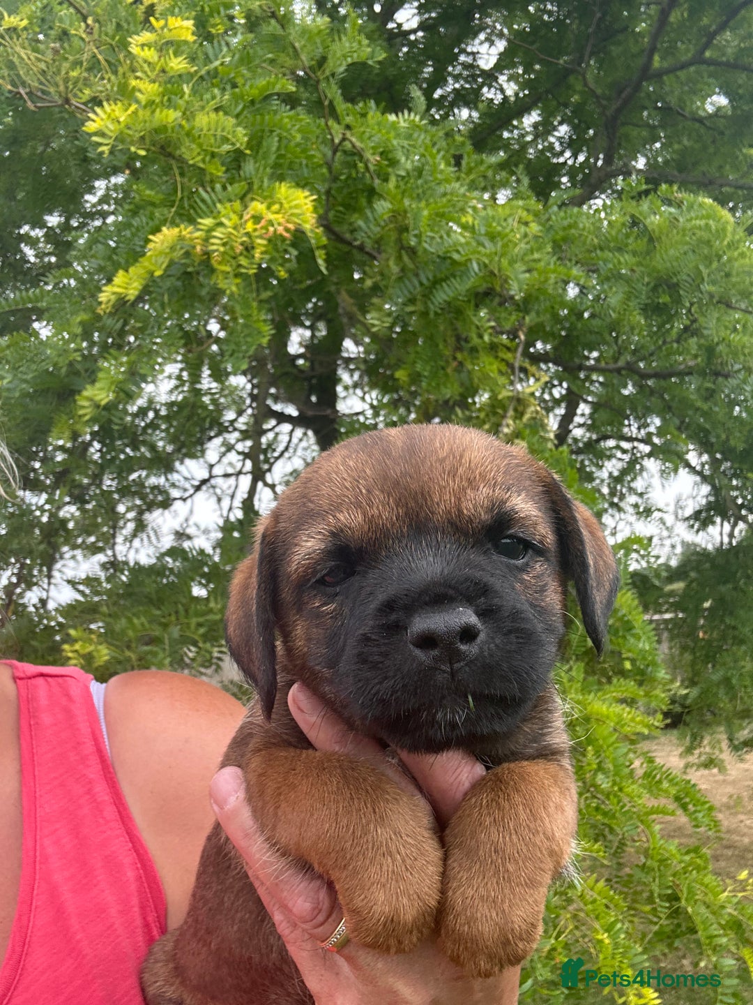 Border Terrier dogs for sale: Fabulous Chucky Boys - Image 13
