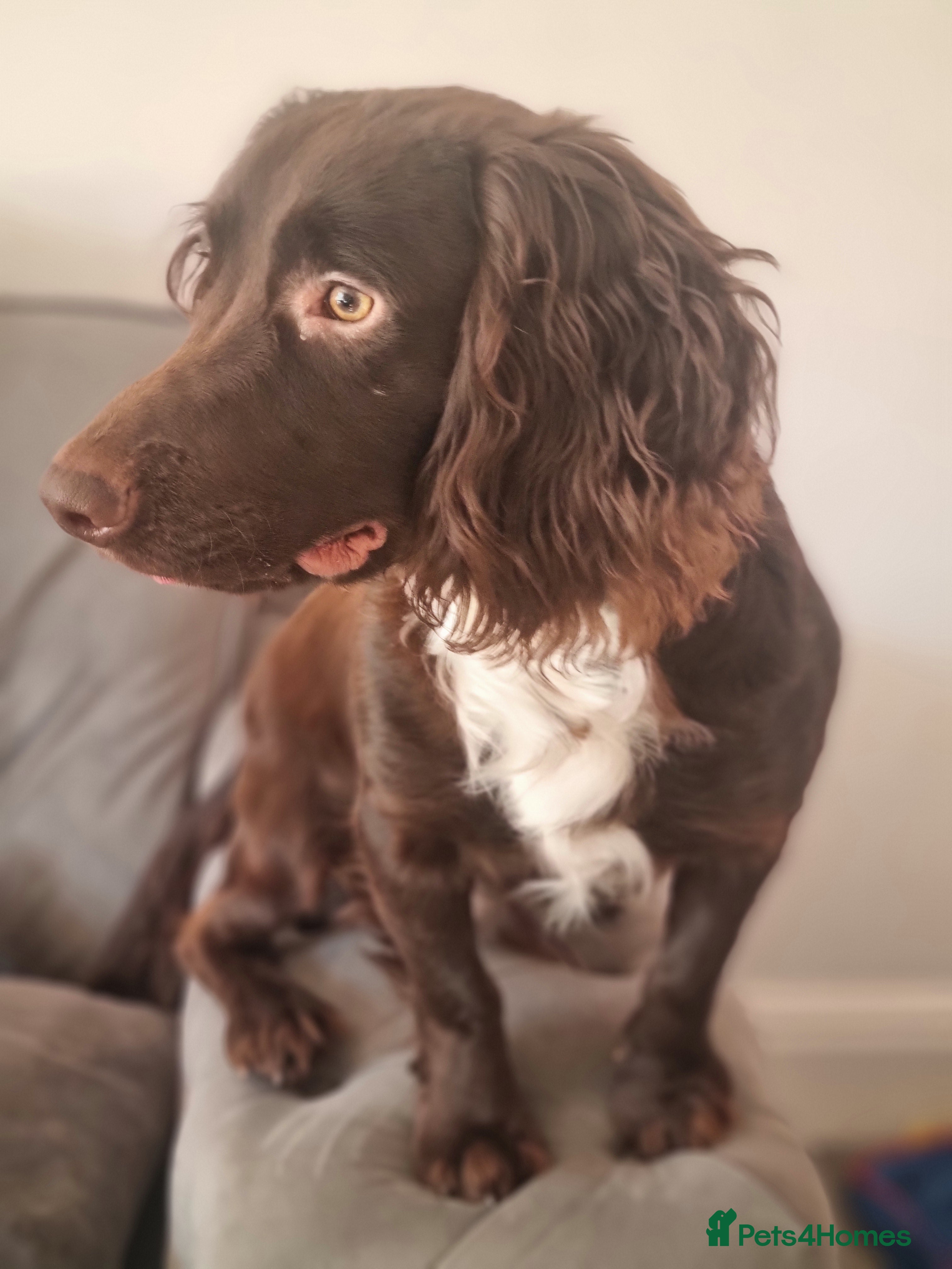 Cocker Spaniel dogs Cocker spaniel - Advert 1