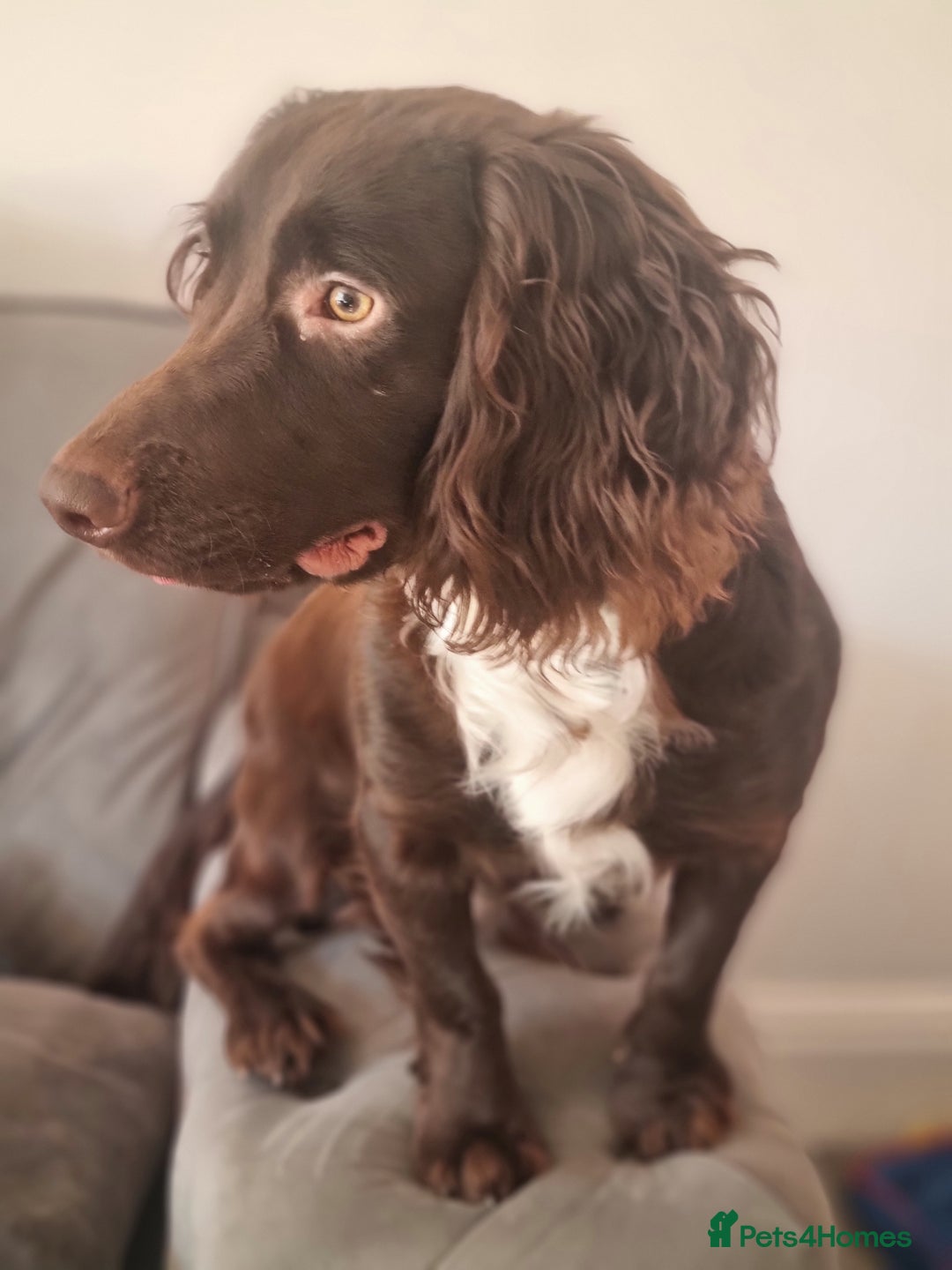 Cocker Spaniel dogs for sale: Cocker spaniel - Advert 1