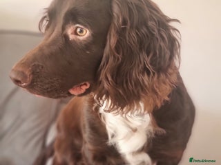 Cocker Spaniel dogs Cocker spaniel - Advert 1