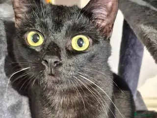 Mixed Breed cats Loving home/s sought - Advert 17