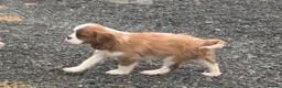 Cavalier King Charles Spaniel dogs for sale: Healthy DNA clear affectionate cuddly pups - Advert 6