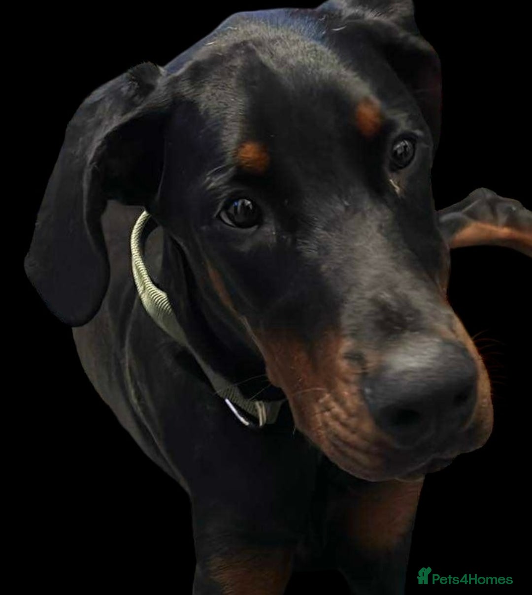 Dobermann dogs for sale: Stunning Male Dobermann 8 months old  - Image 3