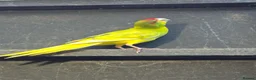 Parakeets birds for sale: Male cinnamon spangle Kakariki for Sale in Wirral - Advert 3