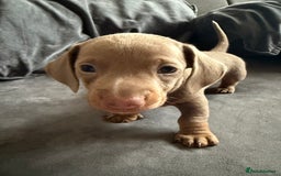 Miniature Dachshund dogs for sale: Male miniature dachshund  - Image 9