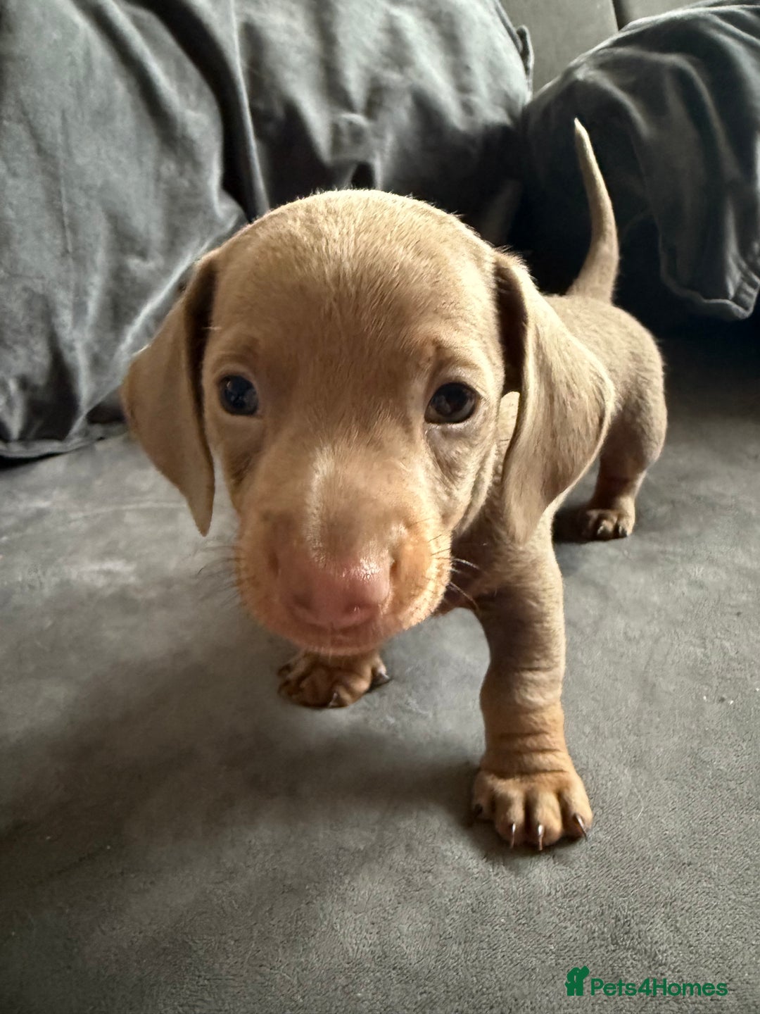Miniature Dachshund dogs for sale: Male miniature dachshund  - Image 9