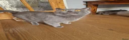 British Shorthair cats for sale: British shorthair blue BSH kittens - Advert 1