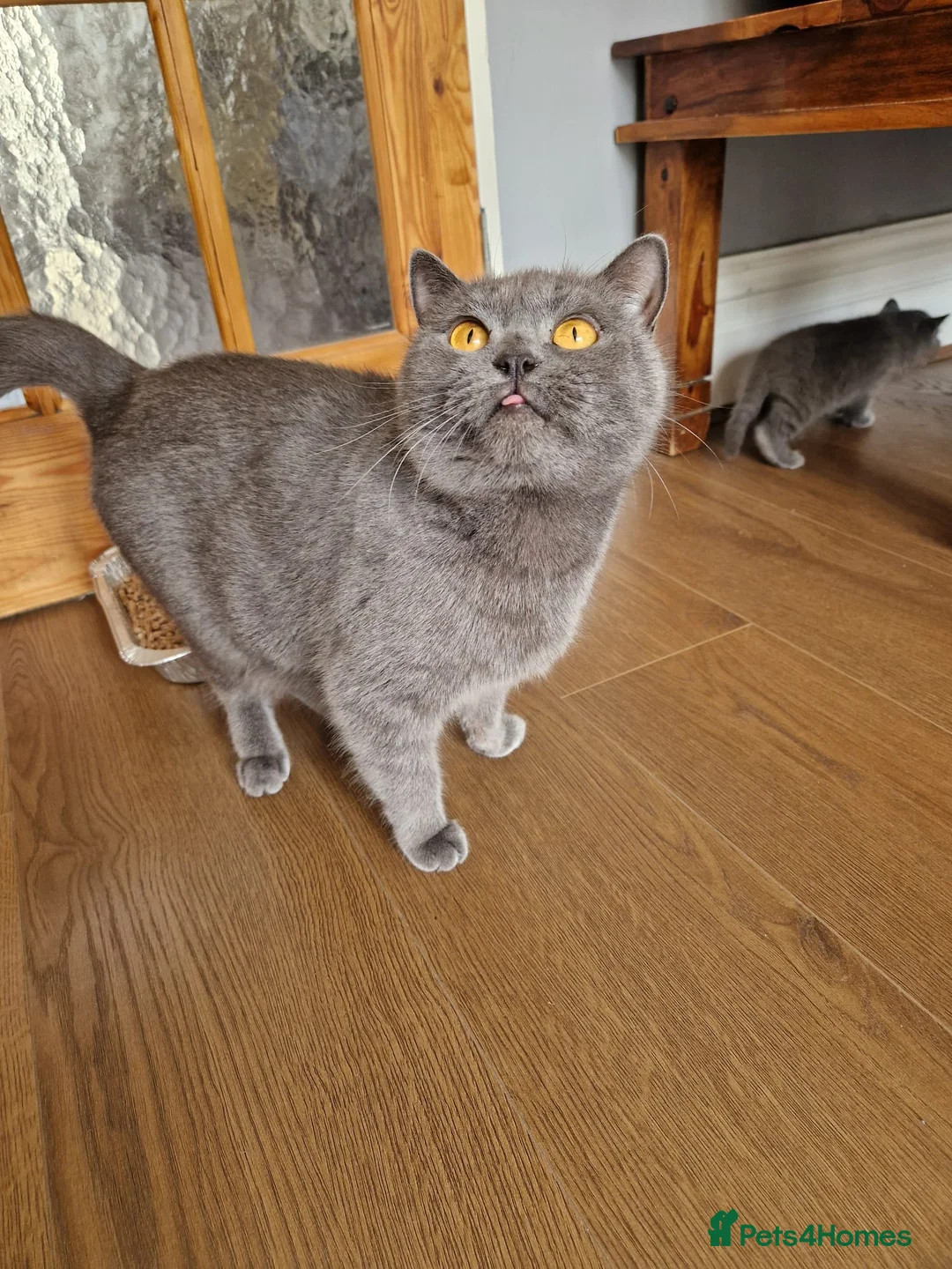 British Shorthair cats for sale: British shorthair blue BSH kittens - Advert 1