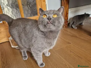 British Shorthair cats British shorthair blue BSH kittens - Advert 2