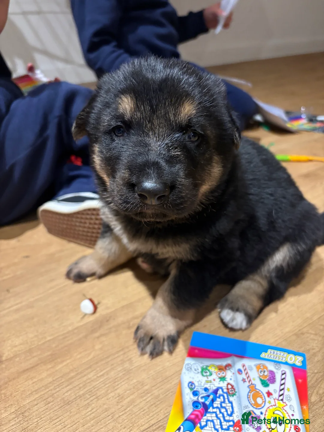 German Shepherd dogs for sale: German shepherd boy puppy for sale - Advert 2