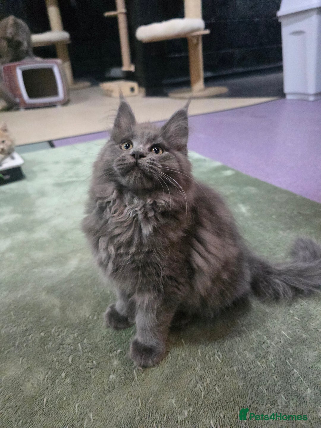 Maine Coon cats for sale: Gccf registered maine coon girl - Image 9