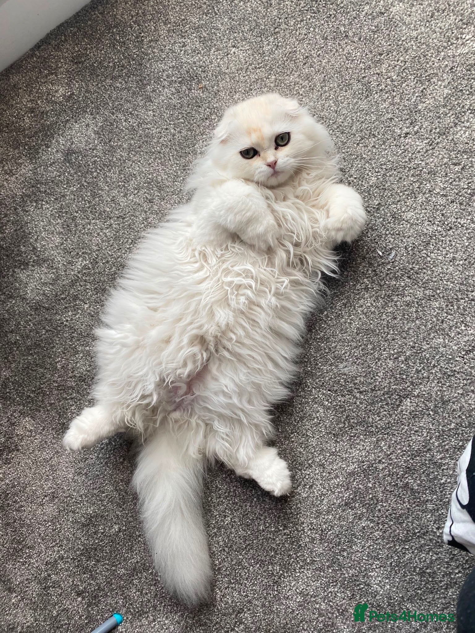 British Longhair cats Last Two beautiful long-haired boys Left!! - Advert 8