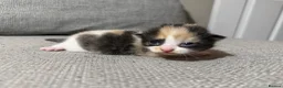Mixed Breed cats for sale: Gorgeous kittens - Advert 3