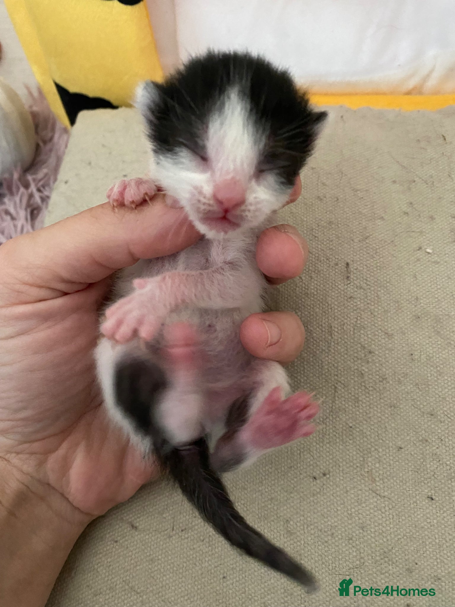 Mixed Breed cats for sale: 6 beautiful kittens - Advert 4