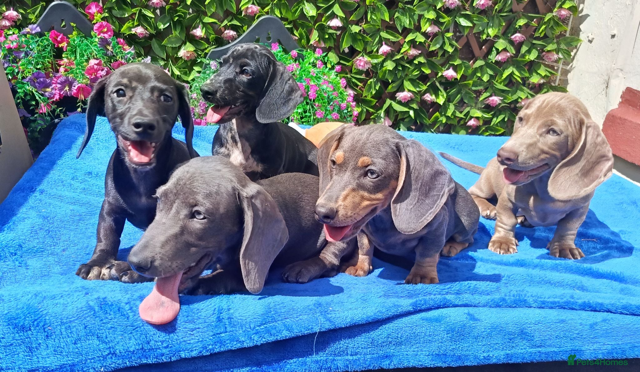 Miniature Dachshund dogs FULLY VAX READY NOW  MINIS KC REG PRA CLEAR  - Advert 2