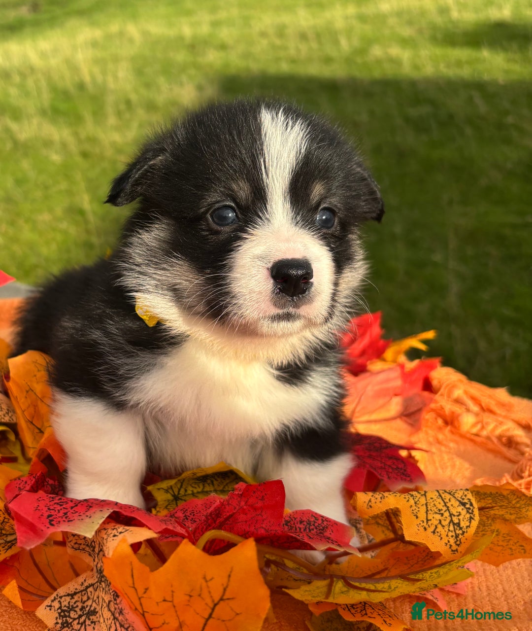 Welsh Corgi Pembroke dogs for sale: Champion Show quality stunning Corgi Puppies - Image 27