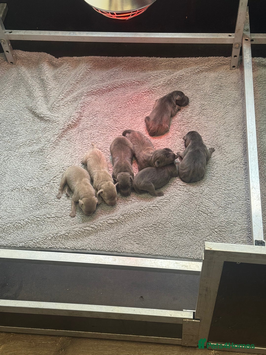 Labrador Retriever dogs for sale: Stunning silver / charcoal puppies - Image 1