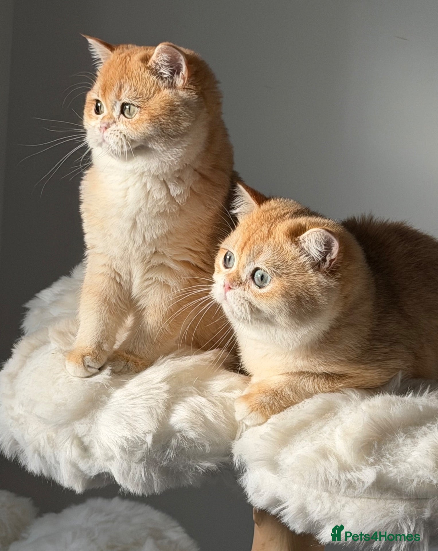 British Shorthair cats for sale: Teddy Bear 🧸 British Shorthair Golden kittens  - Advert 2