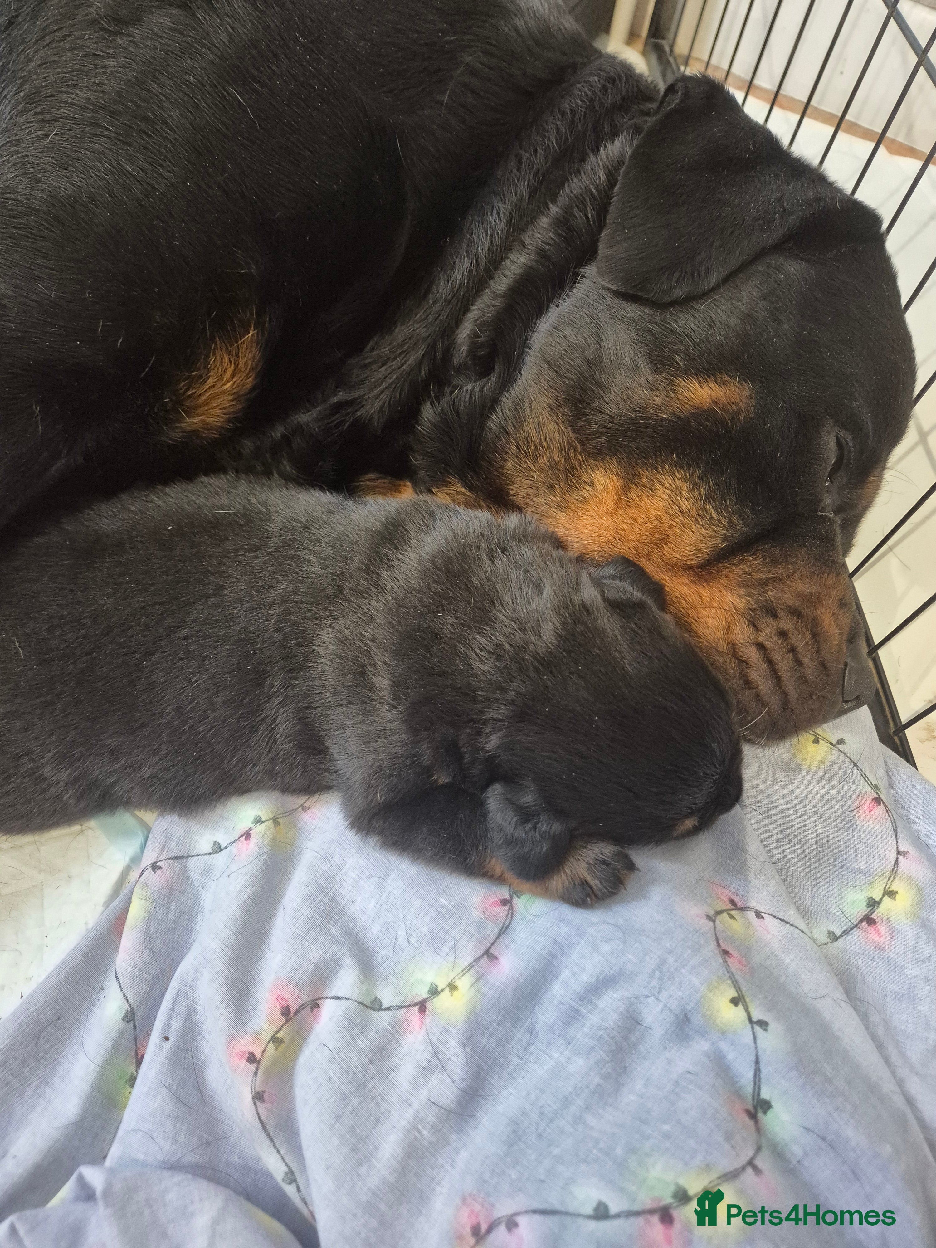 Rottweiler dogs Big Rottweiller Girl Puppy for sale - ready to go - Advert 7