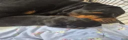 Rottweiler dogs for sale: Big Rottweiller Girl Puppy for sale - ready to go - Advert 6