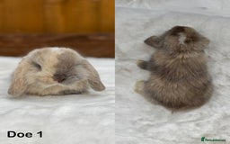 Mini Lop rabbits for sale: Purebred Harlequin Mini Lop Babies  - Image 5