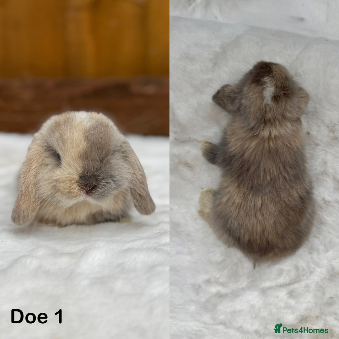 Mini Lop rabbits for sale: Purebred Harlequin Mini Lop Babies  - Image 5