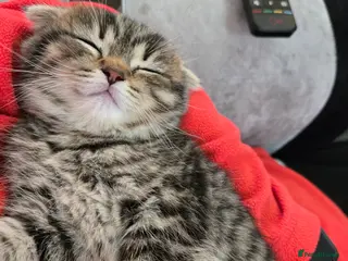 Scottish Fold cats scottish fold kittens for sale - Advert 8