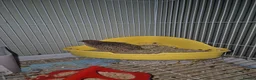 Quail poultry for sale: Chinese Painted Quails in Nelson - Advert 4
