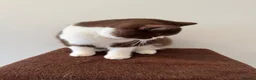 British Shorthair cats for sale: Pure Bred British Short Hair Love   - Advert 4