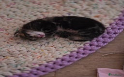 Domestic Shorthair cats for sale: Beautiful male tabby - Advert 13