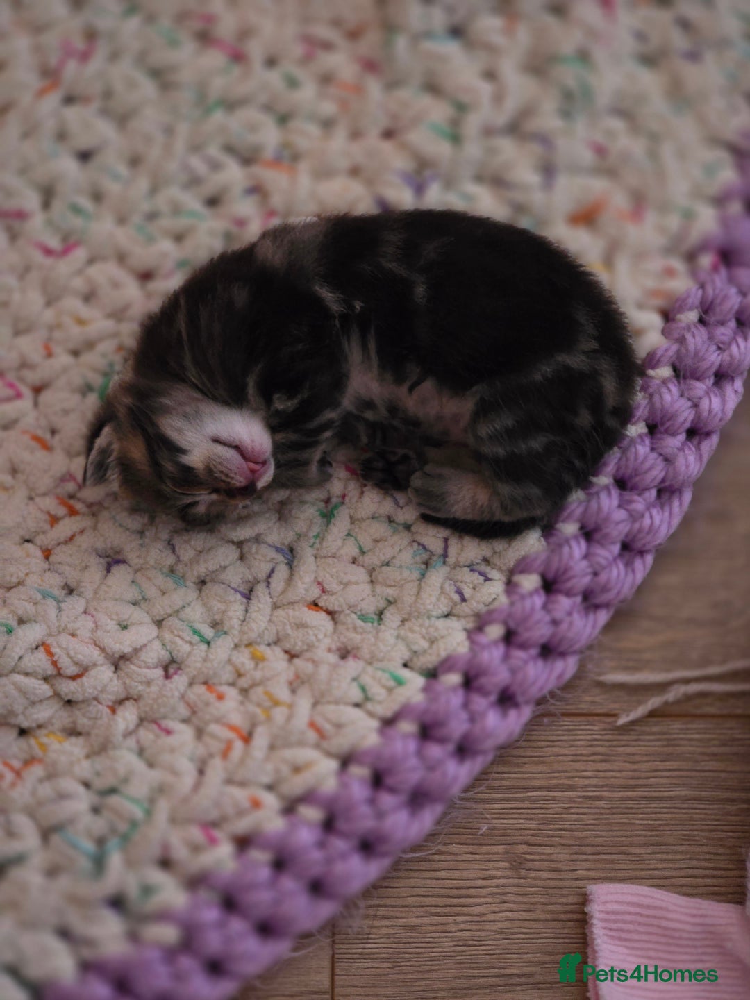 Domestic Shorthair cats for sale: Beautiful male tabby - Advert 13