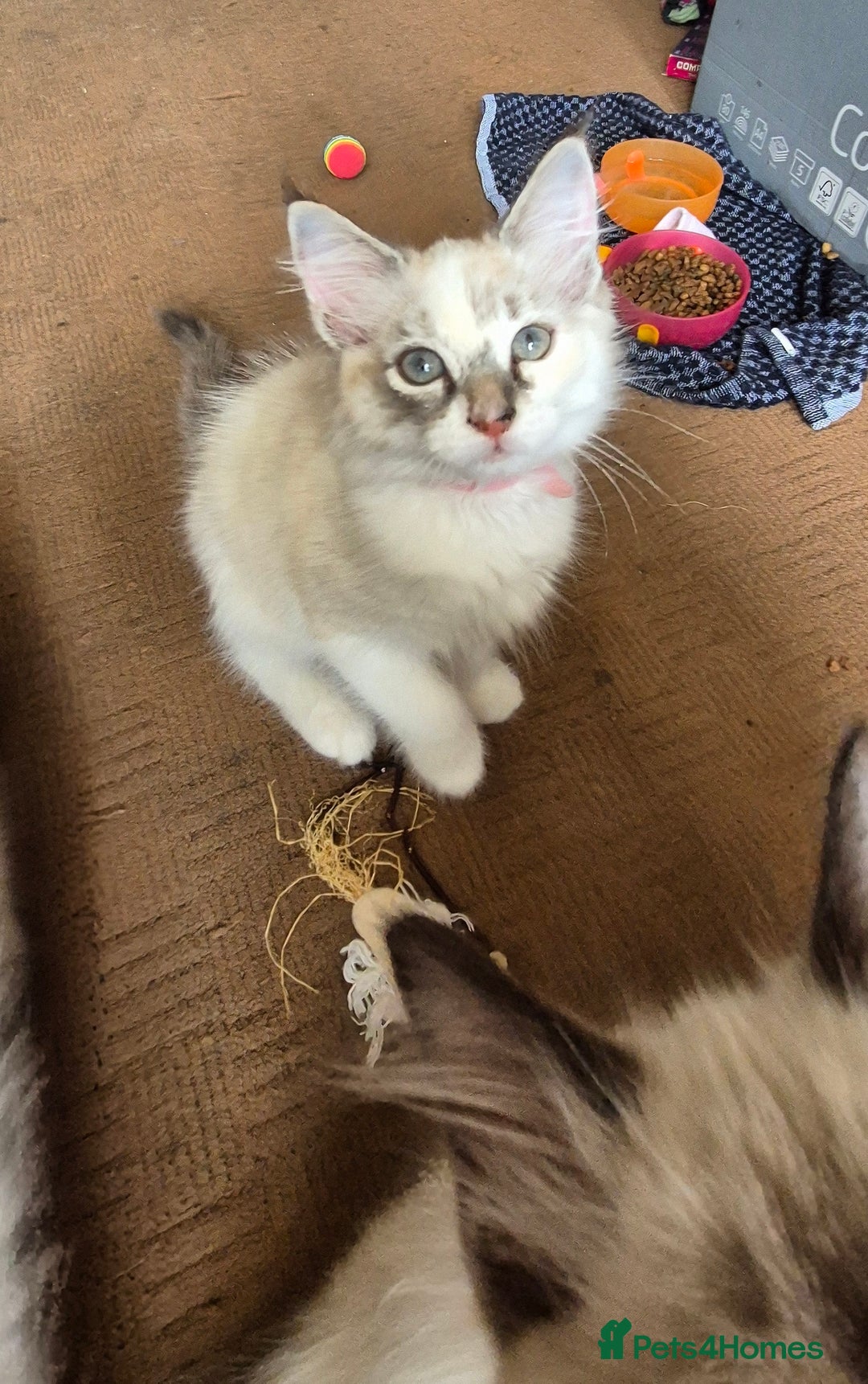 Turkish Angora cats for sale: Turkish angora  - Image 12