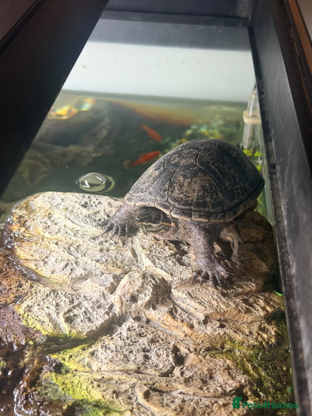 Turtle reptiles for sale: Musk turtle and complete set up in Salisbury - Advert 2