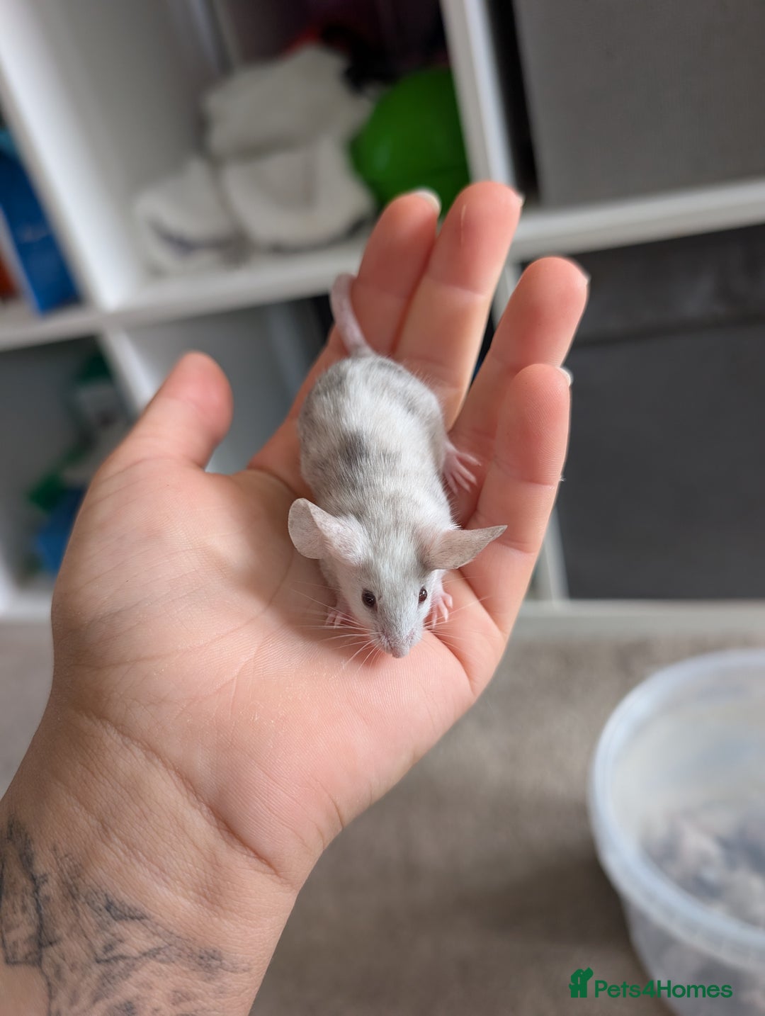 Mouse rodents for sale: Fancy mice looking for homes  - Image 8