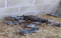 Jack Russell dogs for sale: Miniature Lilac jack Russells - Advert 8