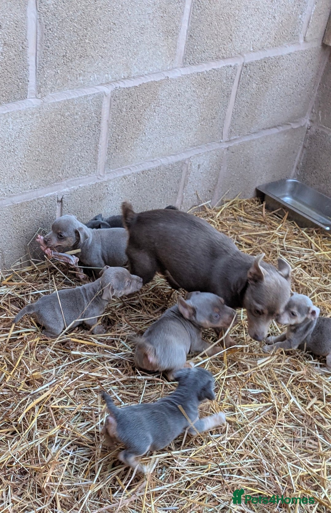 Jack Russell dogs for sale: Miniature Lilac jack Russells - Advert 8