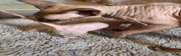 Sphynx cats for sale: Sphynx  - Advert 10
