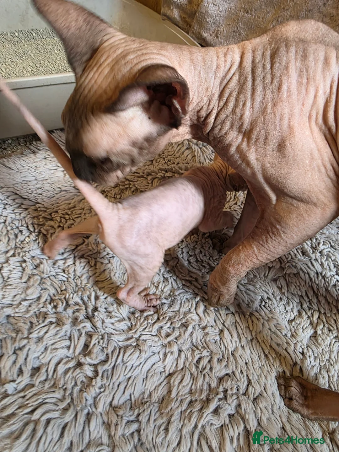 Sphynx cats for sale: Sphynx  - Advert 10