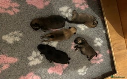 Pomeranian dogs for sale: Pomeranian puppy’s for sale - Advert 3